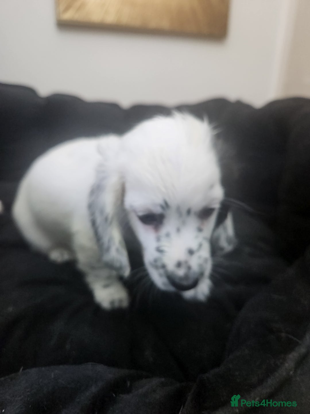 Dachshund dogs for sale: Stunning Dachshund Puppies  - Image 6