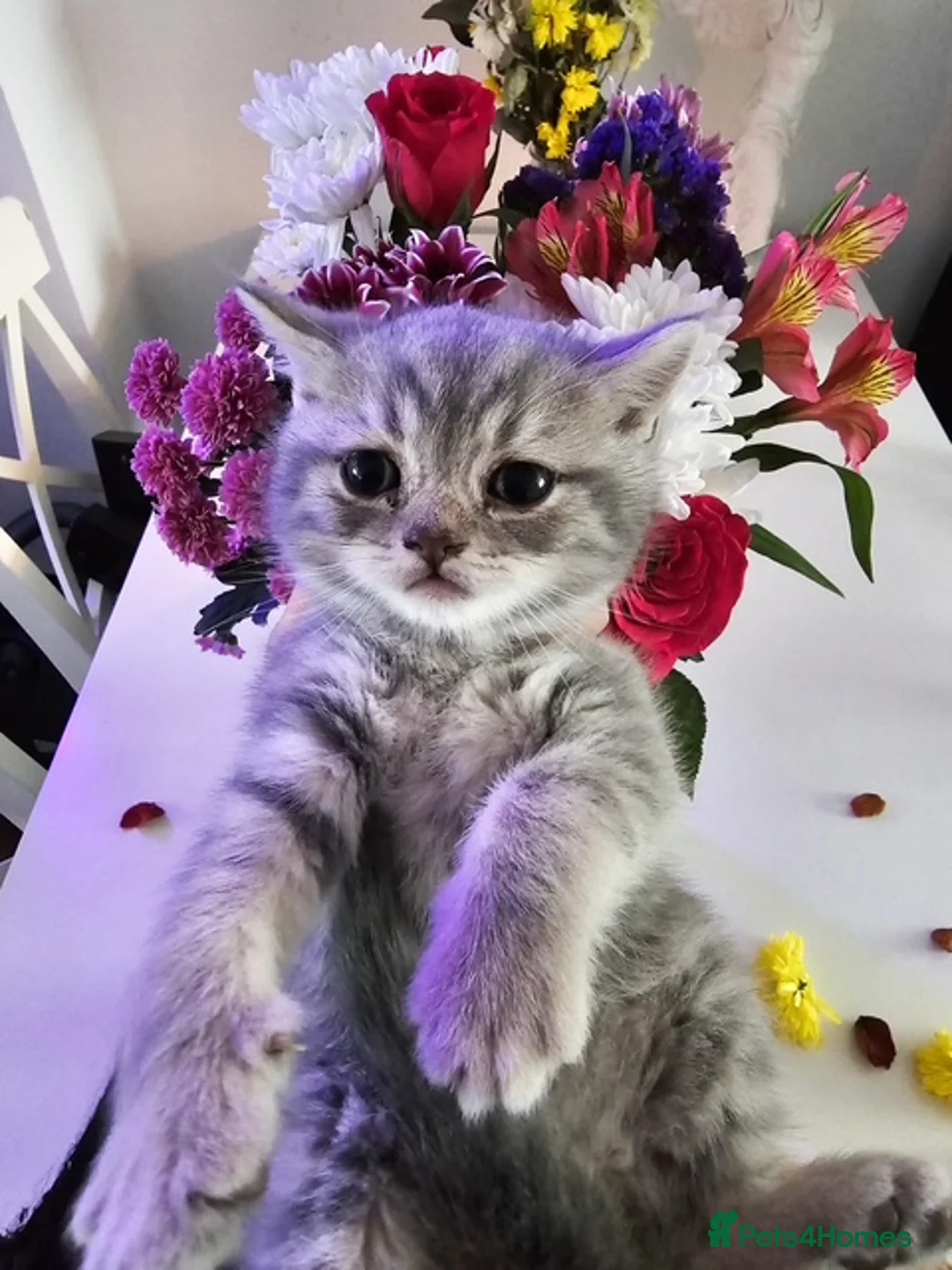 British Shorthair cats for sale: Adorable British Shorthair Kittens for Sale 🐾 - Advert 5