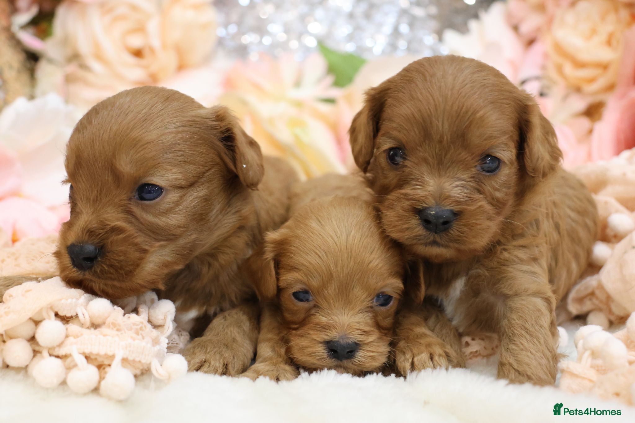 Cavapoo dogs *HEALTH TESTED* CAVAPOOS - Advert 1