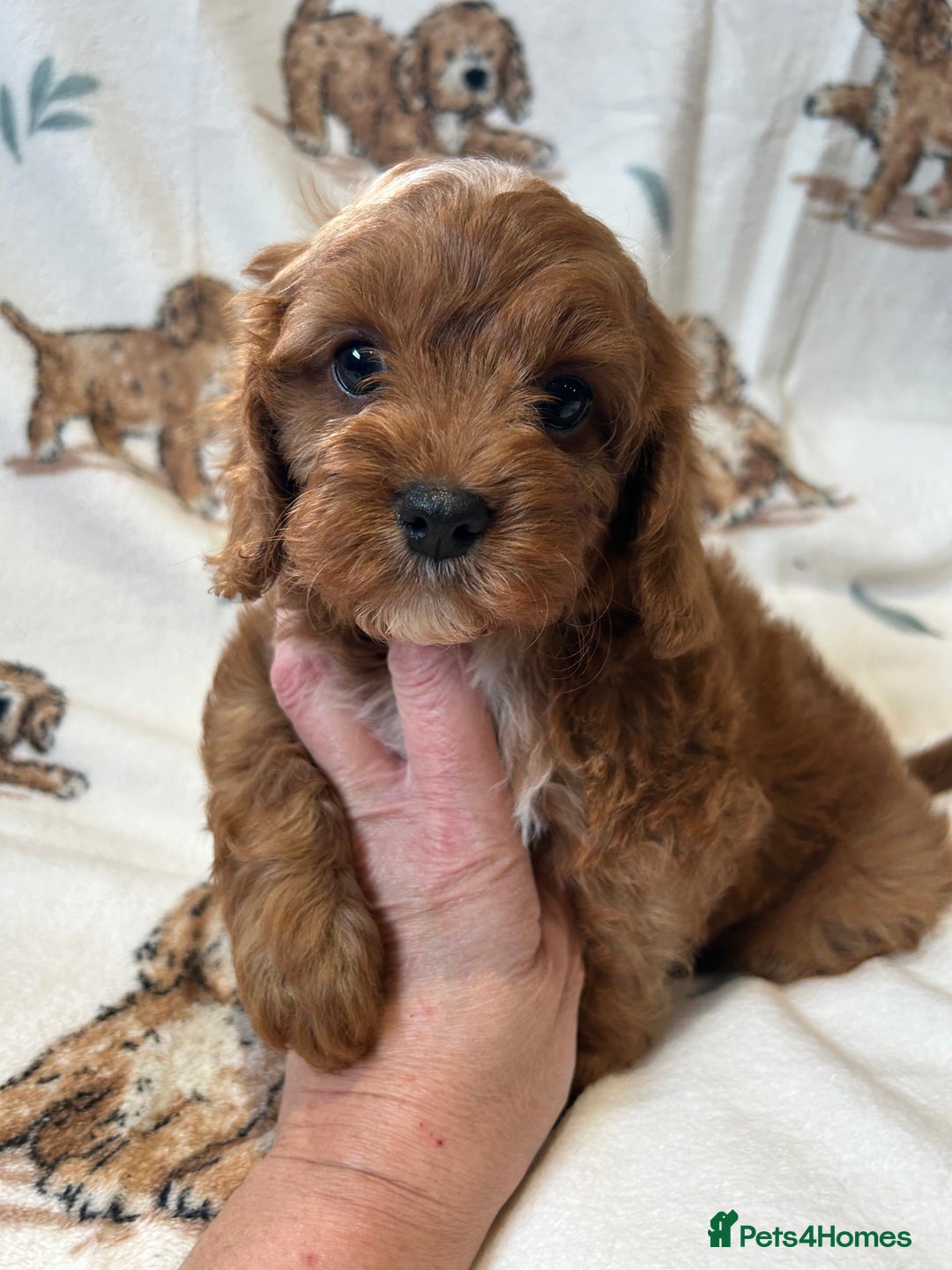 Toy Poodle dogs for stud: EXTENSIVELY HEALTH TESTED TOY POODLE STUD TYSON🌹 in Sheerness - Advert 19