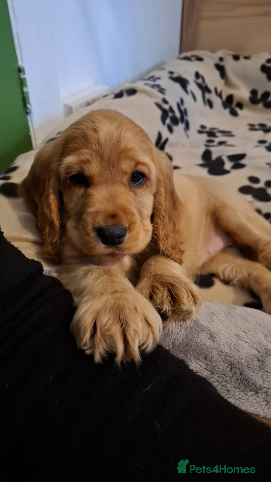 Cocker Spaniel dogs for sale: KC reg Show Cocker Spaniel. Parents health tested - Advert 9