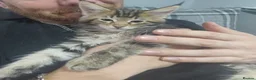 Maine Coon cats for sale: 4 Maine Coon Kittens ready to leave home  - Advert 2