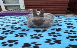 Netherland Dwarf rabbits for sale: 2 male bucks ready for forever homes - Image 10