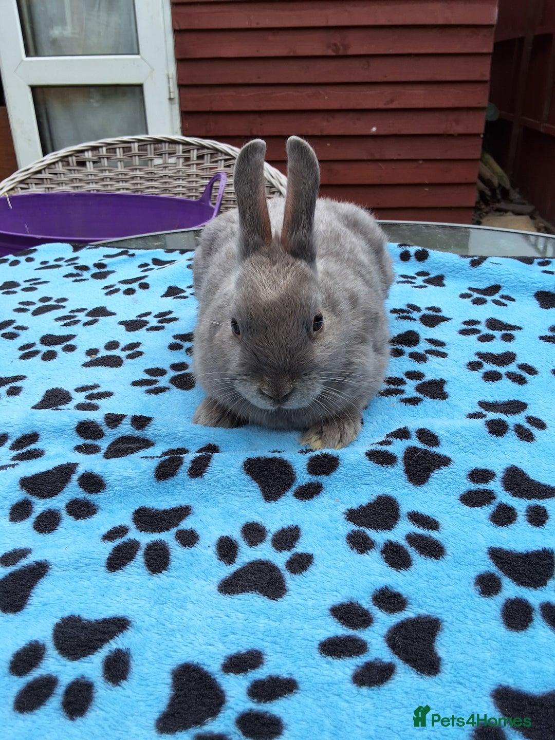 Netherland Dwarf rabbits for sale: 2 male bucks ready for forever homes - Image 10