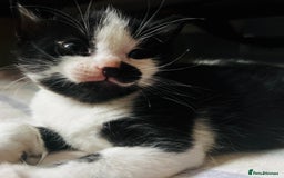 Domestic Shorthair cats for sale: 5 adorable mixed kittens, Russian Blue & Shorthair - Advert 10