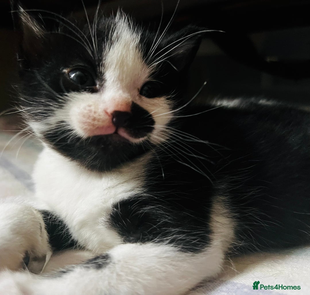 Domestic Shorthair cats for sale: 5 adorable mixed kittens, Russian Blue & Shorthair - Advert 10