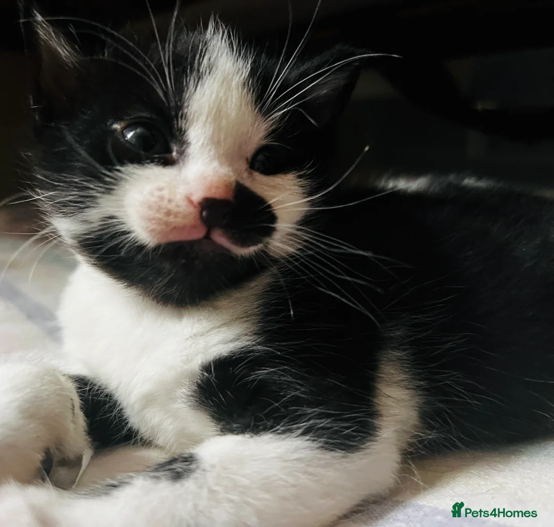 Domestic Shorthair cats for sale: Adorable Russian Blue & Domestic Shorthair - Advert 2