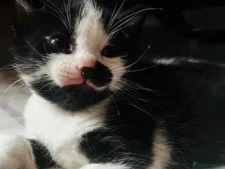 Domestic Shorthair cats Adorable Russian Blue & Domestic Shorthair - Advert 22