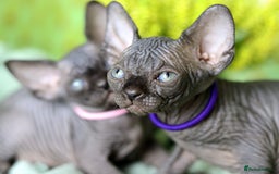 Sphynx cats for sale: Bloodline Sphynx Kittens  - Image 17