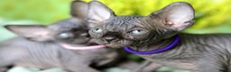 Sphynx cats for sale: Bloodline Sphynx Kittens  - Advert 23