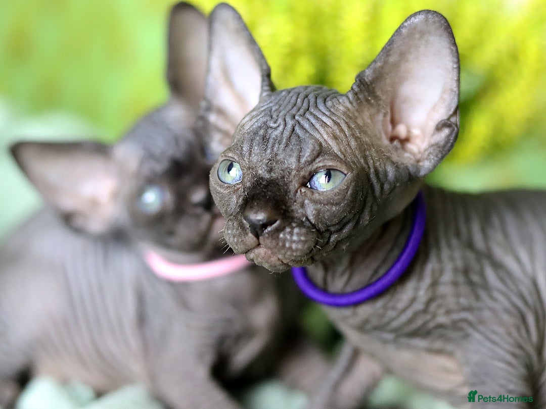 Sphynx cats for sale: Bloodline Sphynx Kittens  - Image 17