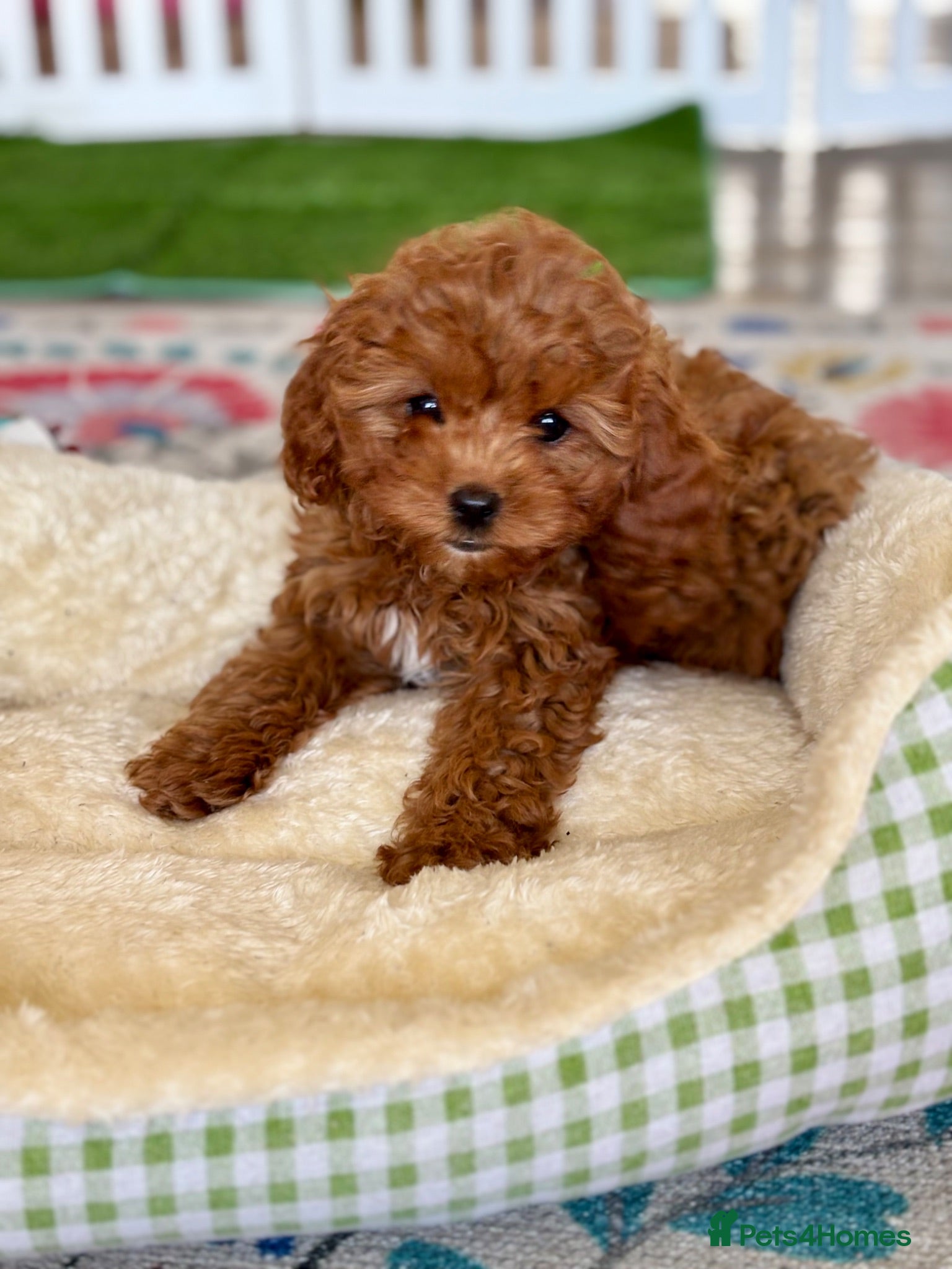 Cavapoo dogs Outstanding F1 Toy’s - Health Tested - KC parents - Advert 2