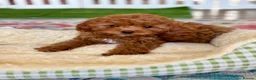 Cavapoo dogs for sale: Outstanding F1 Toy’s - Health Tested - KC parents - Advert 2