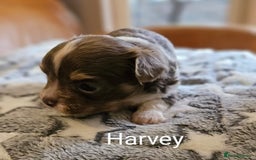 Chihuahua dogs for sale: ✨ Stunning KC long coat BOYS only✨ - Image 2