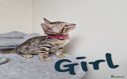 Bengal cats for sale: Pure Bred Male Bengal Kitten Available - Image 4