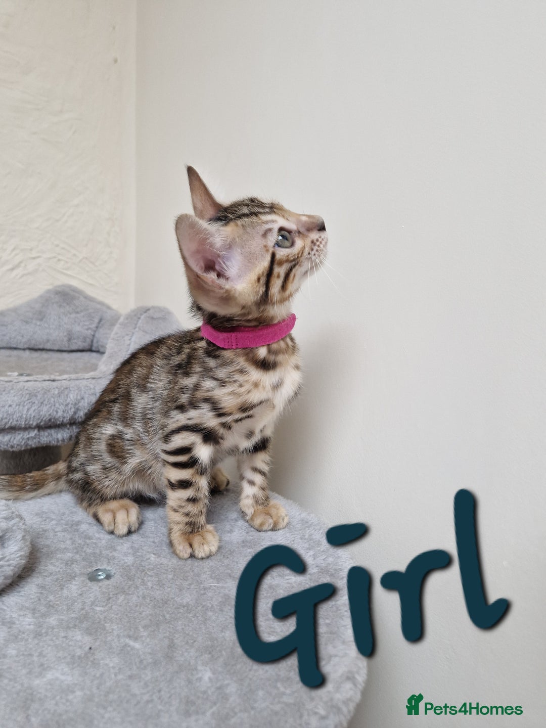 Bengal cats for sale: Pure Bred Male Bengal Kitten Available - Image 4