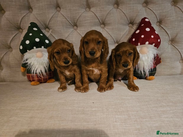 Cocker Spaniel dogs - Advert 3