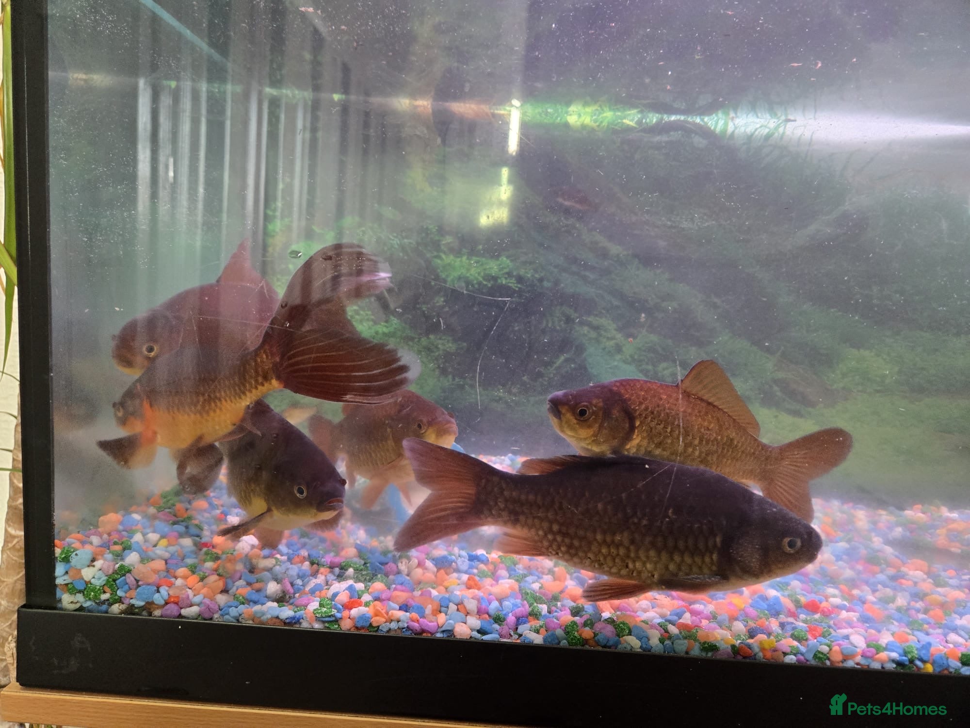 Goldfish fish 7 goldfish for sale 5 pound each - Advert 3