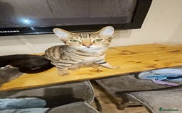 Bengal cats for sale: Bengal cross for sale  - Advert 1