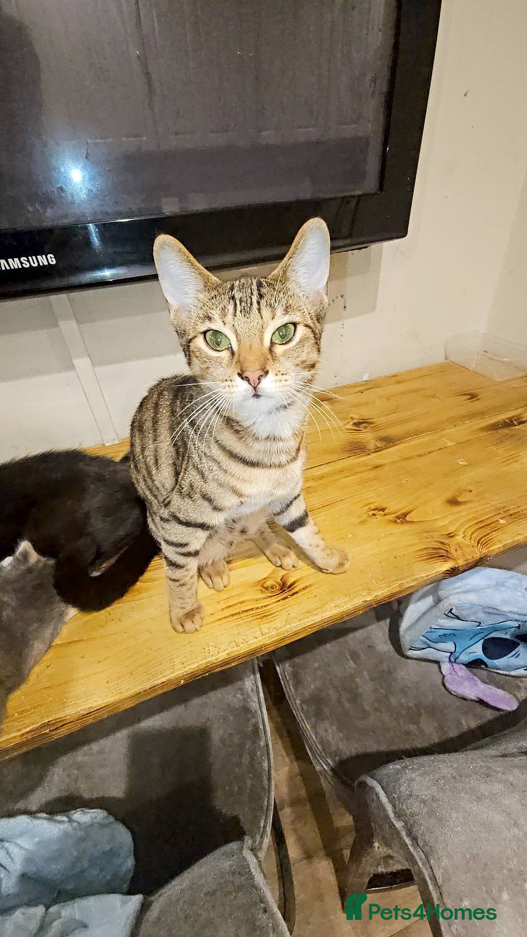 Bengal cats for sale: Bengal cross for sale  - Advert 1