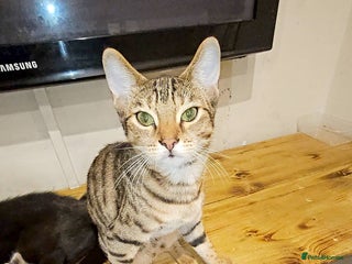 Bengal cats for sale: Bengal cross for sale - Advert 1