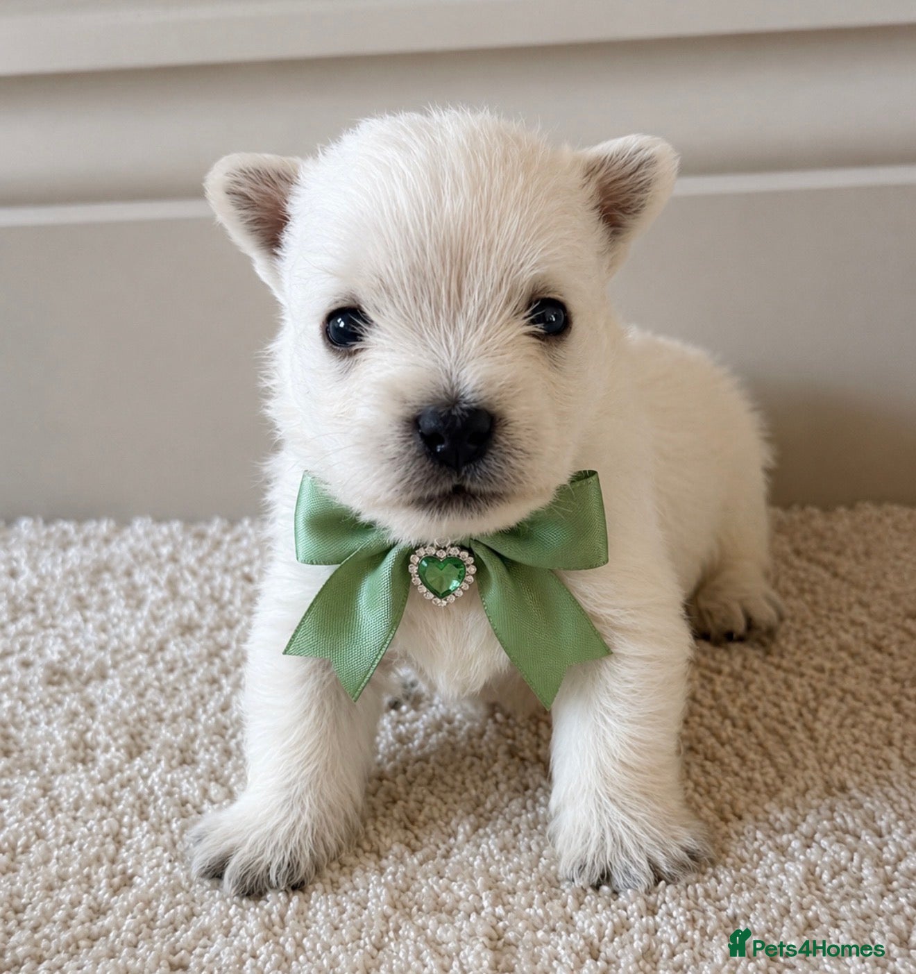 West Highland Terrier dogs KC West Highland Terriers 🧬 Health tested Parents - Advert 1