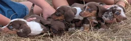 Miniature Dachshund dogs for sale: Beautiful Dachshund puppies in Ashbourne - Advert 6