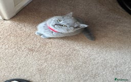 British Shorthair cats for sale: 🐾 British Shorthair Kittens – 8 Weeks Old  - Image 10