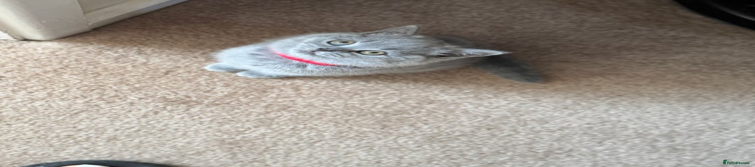 British Shorthair Kitten Red