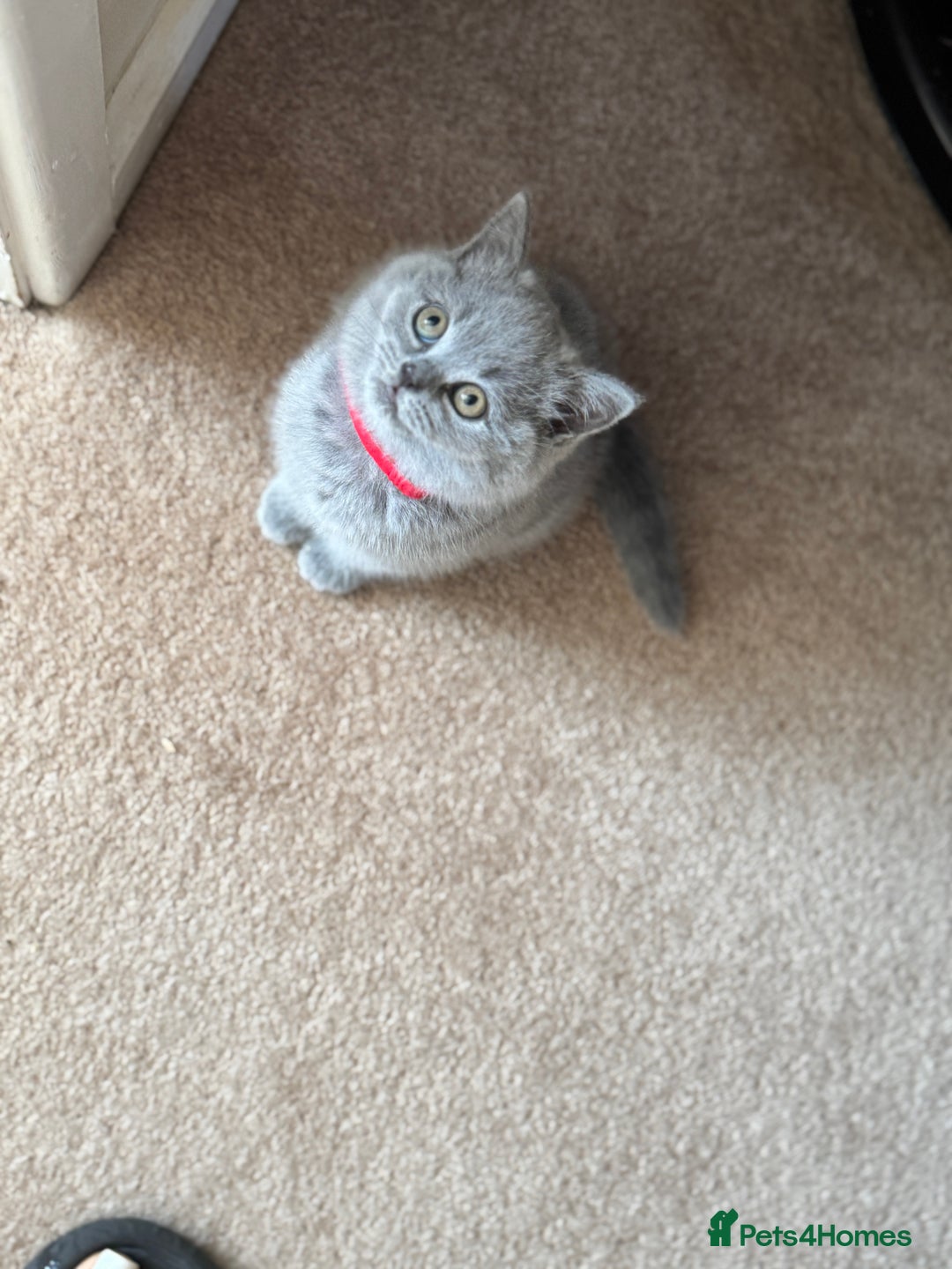 British Shorthair cats for sale: 🐾 British Shorthair Kittens – 8 Weeks Old  - Image 10