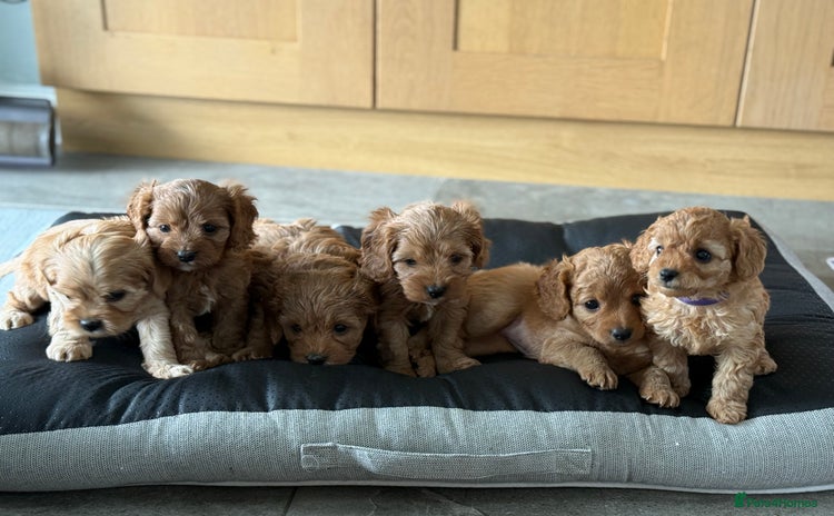 Cavapoo dogs - Advert 1