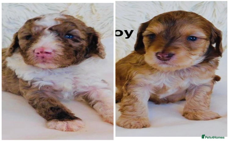 Cockapoo dogs DNA TESTED, Last 2 Boy cockapoos Ready 25th Nov - Advert 6