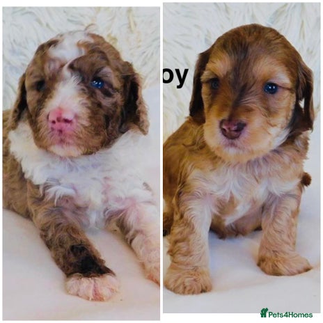 Cockapoo dogs DNA TESTED, Last 2 Boy cockapoos Ready 25th Nov - Advert 6