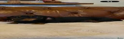 Miniature Dachshund dogs for sale: Adorable kc reg PRA clear miniature dachshunds  - Advert 2