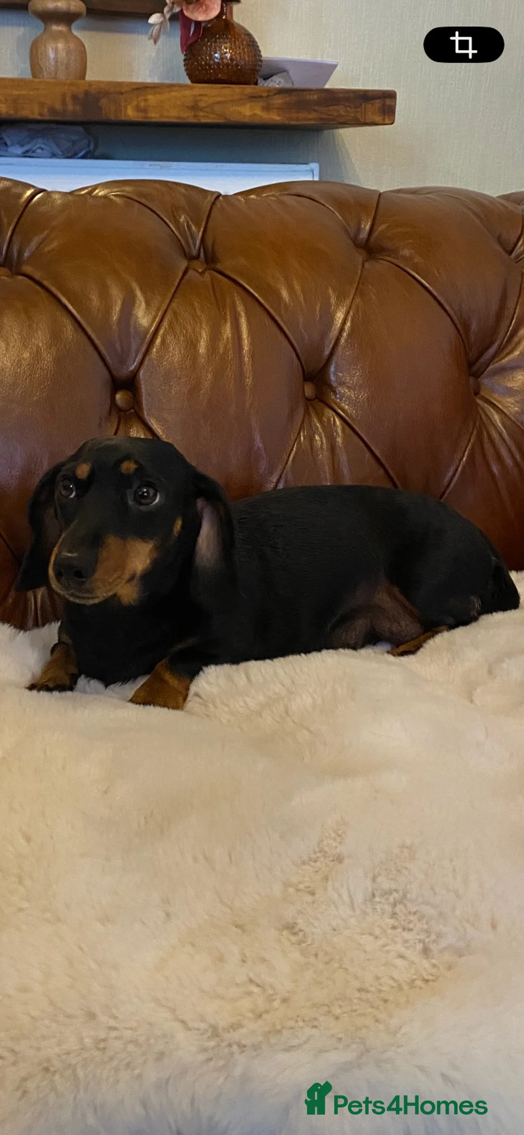 Miniature Dachshund dogs for sale: Adorable kc reg PRA clear miniature dachshunds  - Advert 2
