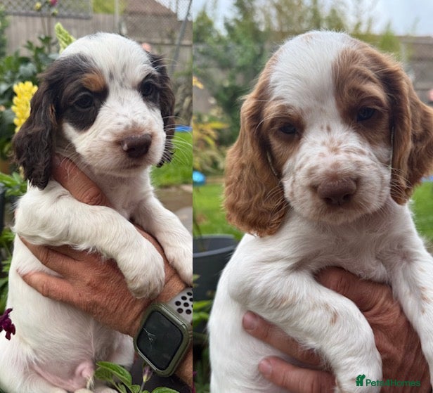 Cocker Spaniel dogs *last two pups* Working cocker spaniel Puppies  - Advert 1