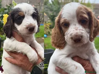 Cocker Spaniel dogs *last two pups* Working cocker spaniel Puppies - Advert 1