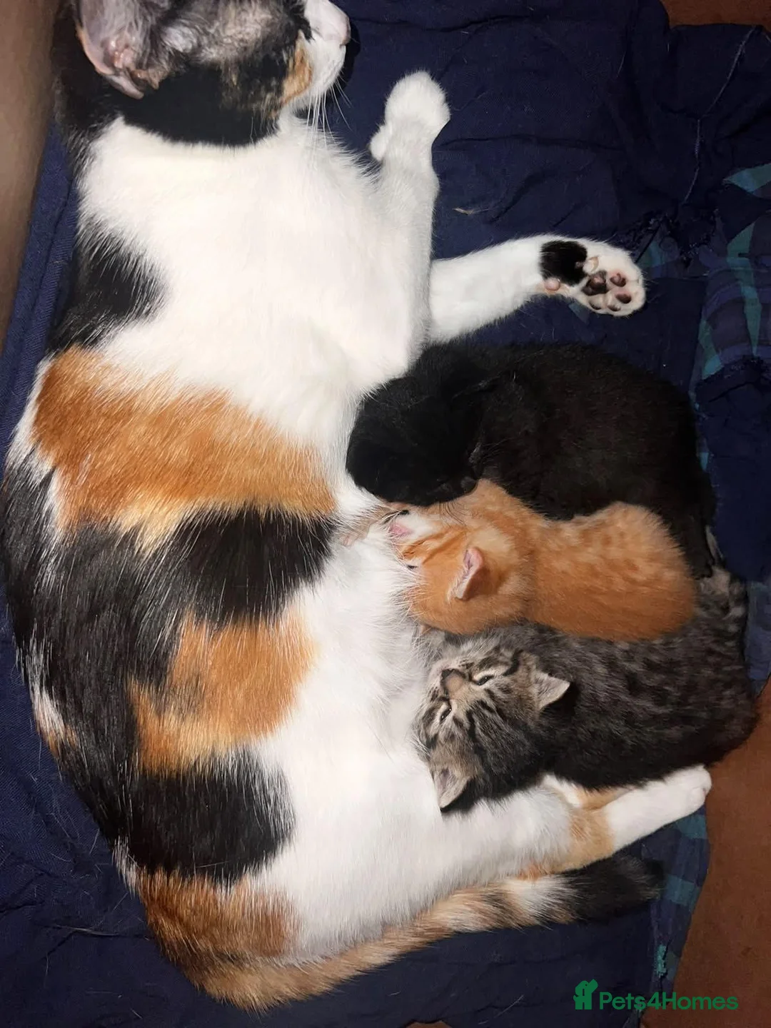 Mixed Breed cats for sale: Two adorable kittens looking for loving homes - Advert 1