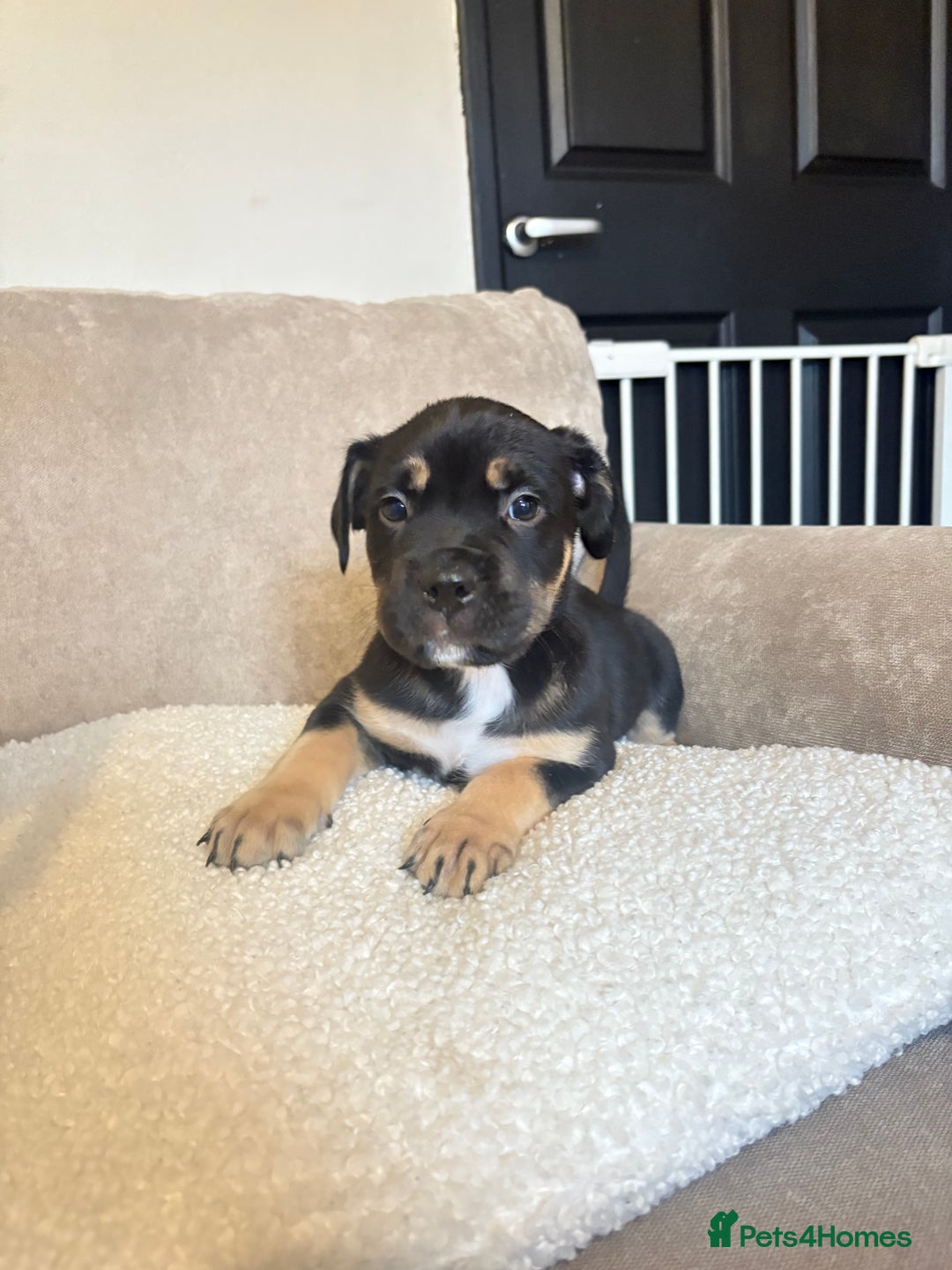 Mixed Breed dogs for sale: CaneCorso X Bully puppy’s  - Advert 7