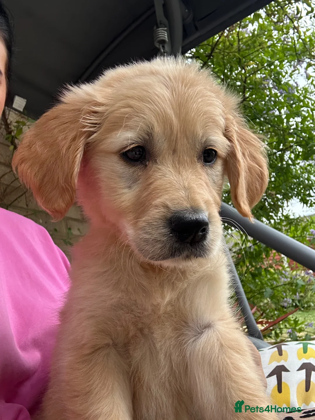 Golden Retriever dogs for sale: 8 week old puppy  - Advert 1