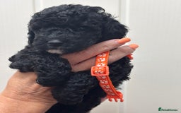 Cavapoo dogs for sale: ❤️ F1B CAVAPOOS 5* health checked ❤️ - Image 10