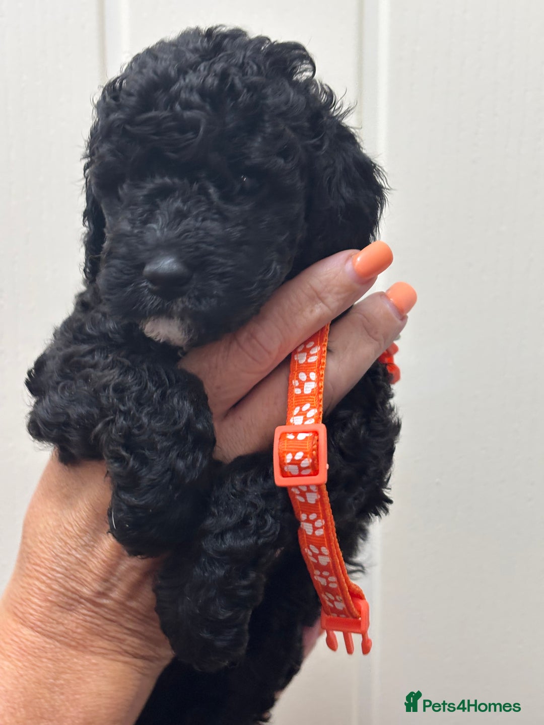 Cavapoo dogs for sale: ❤️ F1B CAVAPOOS 5* health checked ❤️ - Image 10
