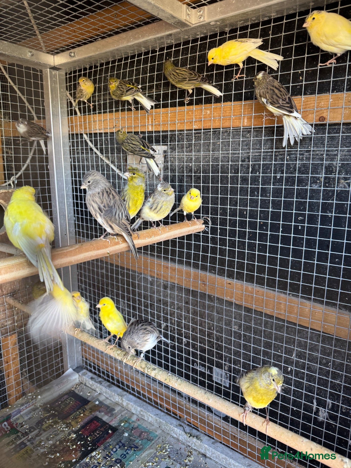 Mixed Breed birds Mix breed Canary and Java Dove      - Advert 15