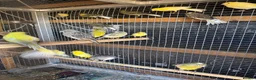 Mixed Breed birds for sale: Mix breed Canary and Zebra finches  - Advert 1