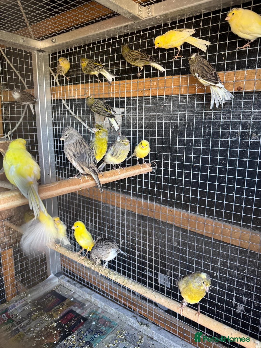 Mixed Breed birds for sale: Mix breed Canary and Zebra finches  - Advert 1