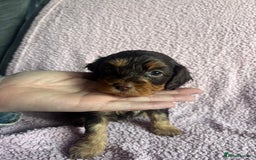 Cavapoo dogs for sale: ⭐️CAVAPOO F1B PUPPIES⭐️ - Image 7
