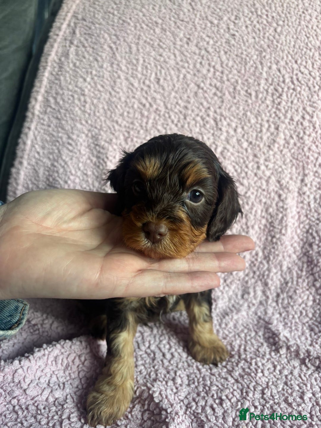Cavapoo dogs for sale: ⭐️CAVAPOO F1B PUPPIES⭐️ - Image 7