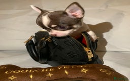 Chihuahua dogs for sale: Very tiny t cup boy ready for forever home  - Image 2