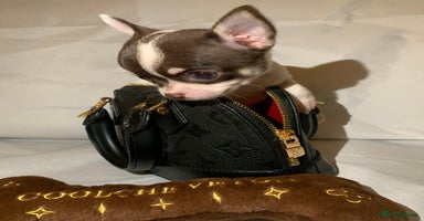 Chihuahua dogs - Advert 8