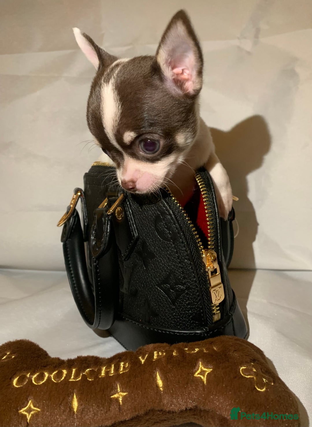 Chihuahua dogs for sale: Very tiny t cup boy ready for forever home  - Image 2
